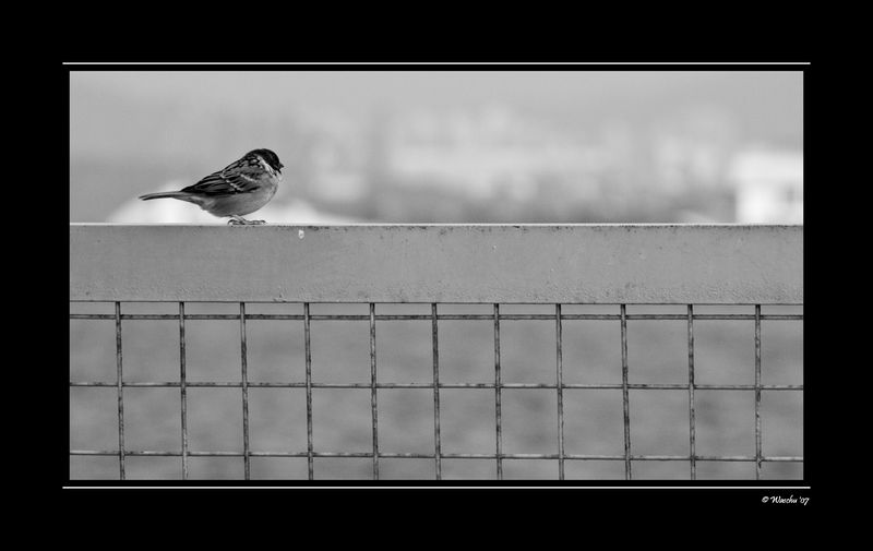 Cptn Sparrow.jpg